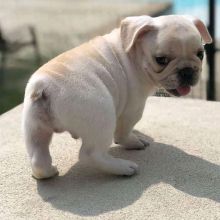 French Bulldog puppy