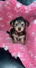 Home raised yorkie puppies for rehoming (951) 430-2313 or shaneltinsley@gmail.com