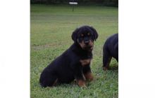 KC Rottweiler Puppies