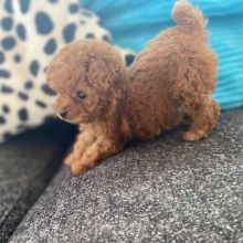 Precious Toy Poodle puppies for adoption (951) 430-2313 or shaneltinsley@gmail.com