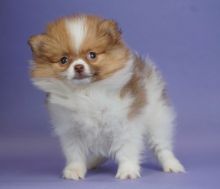 Purebred Pomeranian Puppies available (951) 430-2313 or shaneltinsley@gmail.com