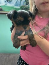 Two adorable 10 week old puppies Morkie (951) 430-2313 or shaneltinsley@gmail.com