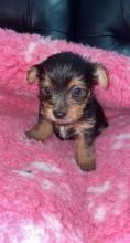 Very Tiny Teacup Yorkie Puppies Now Available (951) 430-2313 or shaneltinsley@gmail.com