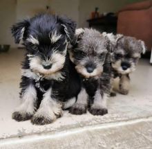 well trained male and female Shnauzer puppies pure breed
