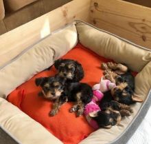 Yorkshire Terriers for Sale