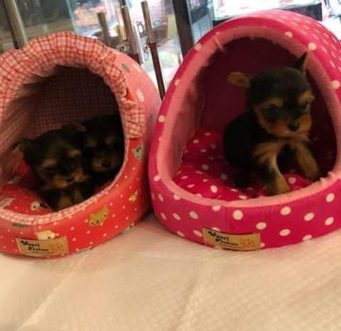 Adorable Female and Male Tea Cup Yorkie Puppy Available Image eClassifieds4u