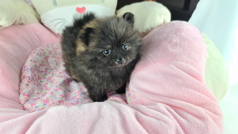 Adorable Pedigree Pomeranian Puppies (951) 430-2313 or shaneltinsley@gmail.com Image eClassifieds4u
