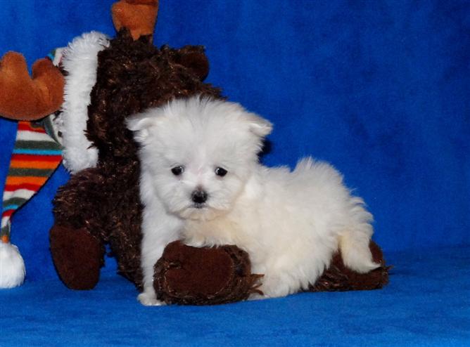 Beautiful little male female Maltese Puppies Image eClassifieds4u