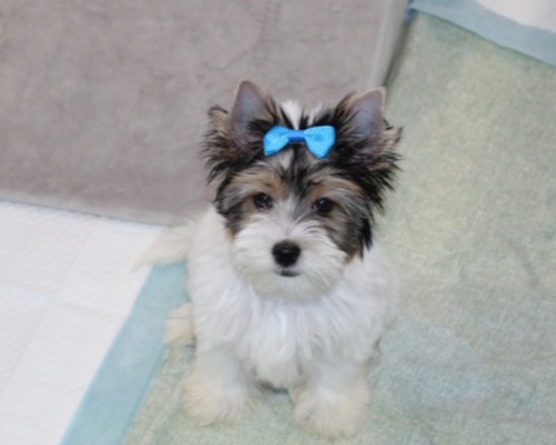 Beautiful Yorkshire Terrier Image eClassifieds4u