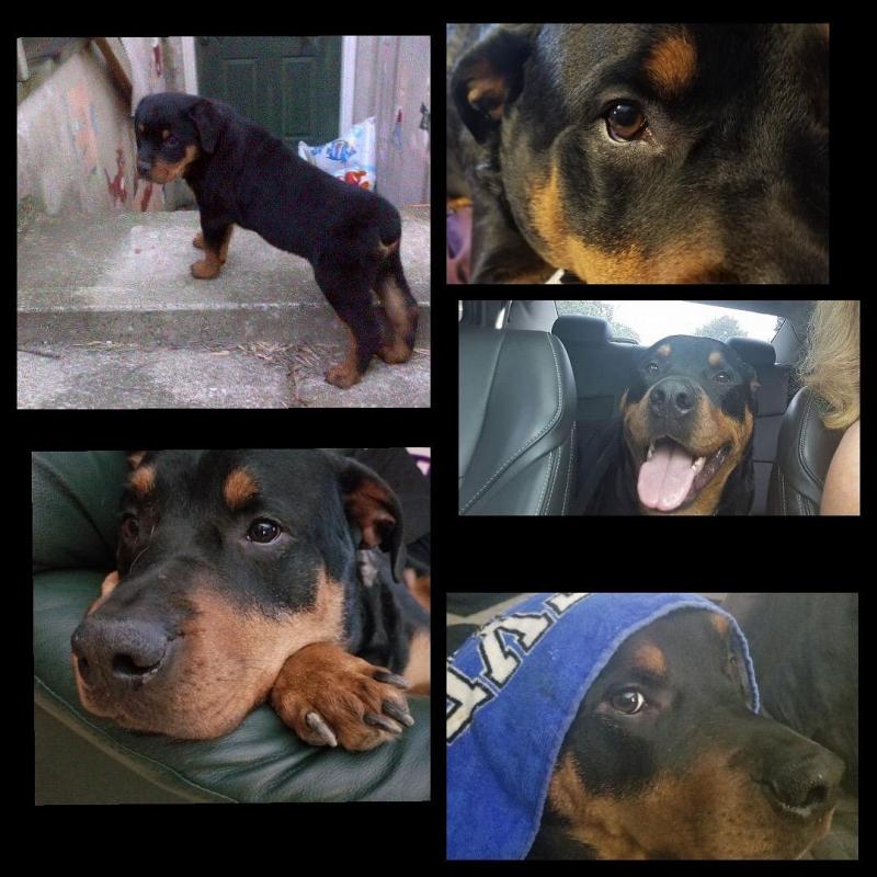 champion sired Rottweiler puppies Image eClassifieds4u