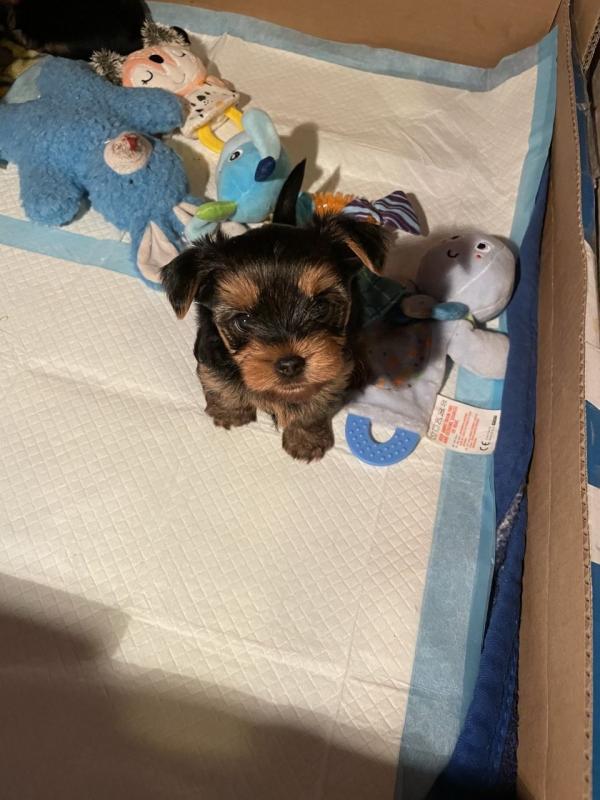 Charming Teacup Yorkie Pups (951) 430-2313 or shaneltinsley@gmail.com Image eClassifieds4u