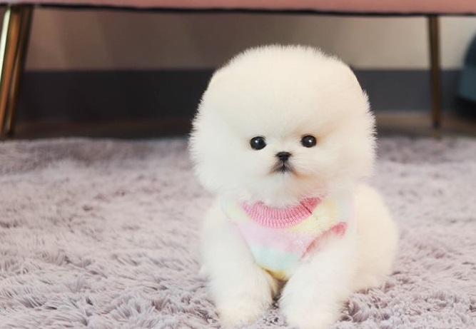 Cute Pomeranian Puppies for addoption (951) 430-2313 or shaneltinsley@gmail.com Image eClassifieds4u