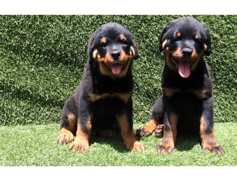 Female AND Male Rottweiler Puppy Image eClassifieds4u