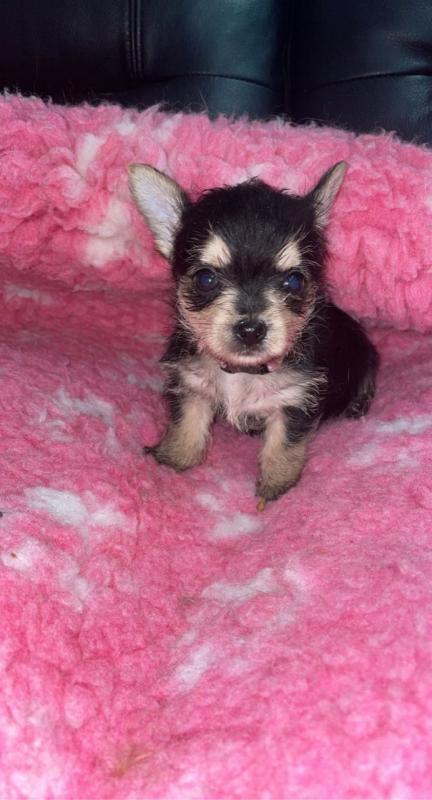 Home raised yorkie puppies for rehoming (951) 430-2313 or shaneltinsley@gmail.com Image eClassifieds4u