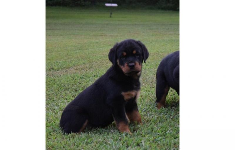 KC Rottweiler Puppies Image eClassifieds4u
