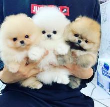 Adorable cream white Pomeranian puppy Image eClassifieds4U