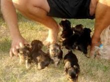 Charming CKC T-Cup Yorkie puppies Image eClassifieds4U