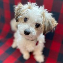 Cute Morkie Puppy Image eClassifieds4U