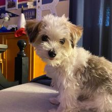 FANTASTIC MORKIE PUPPIES FOR SALE Image eClassifieds4U