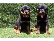 Female AND Male Rottweiler Puppy Image eClassifieds4U