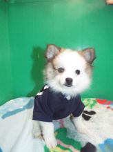 Healthy Home raised Pomeranian pups available (951) 430-2313 or shaneltinsley@gmail.com Image eClassifieds4u 1