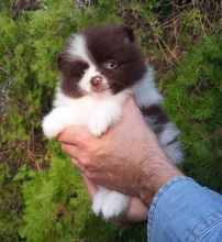 Healthy Home raised Pomeranian pups available (951) 430-2313 or shaneltinsley@gmail.com Image eClassifieds4u 2