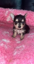 Home raised yorkie puppies for rehoming (951) 430-2313 or shaneltinsley@gmail.com Image eClassifieds4u 2
