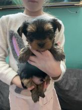 Two adorable 10 week old puppies Morkie (951) 430-2313 or shaneltinsley@gmail.com Image eClassifieds4u 2