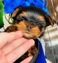 Very Tiny Teacup Yorkie Puppies Now Available (951) 430-2313 or shaneltinsley@gmail.com Image eClassifieds4u 2