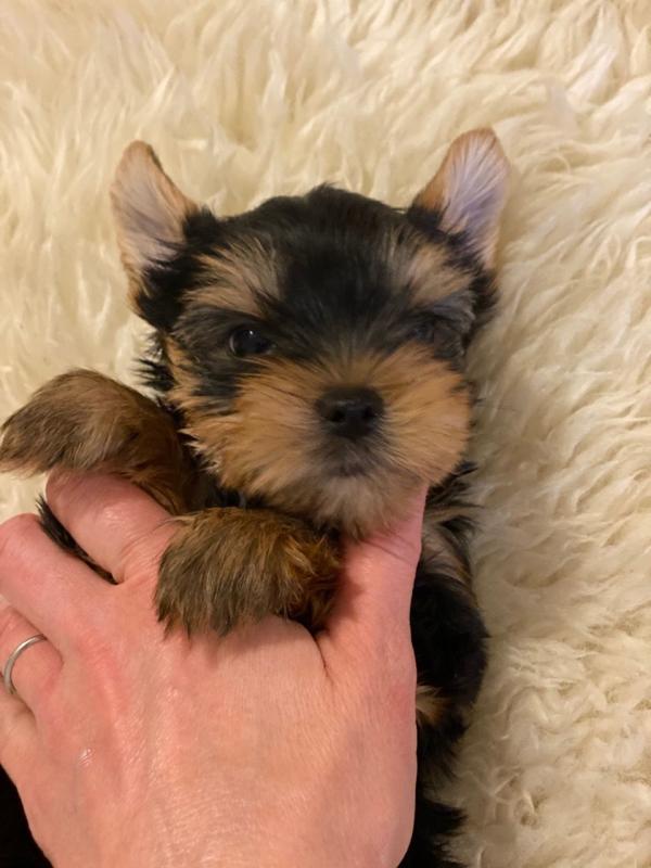 Yorkie Puppies Males & Females (951) 430-2313 or shaneltinsley@gmail.com Image eClassifieds4u
