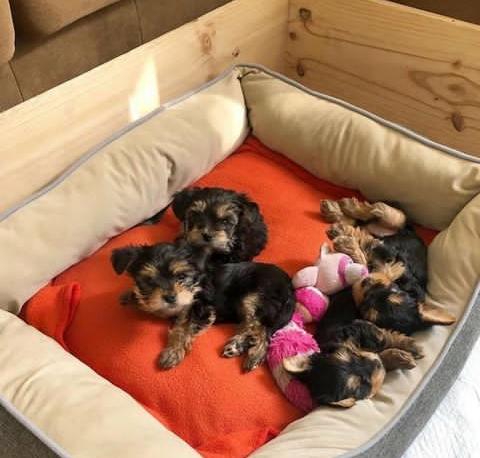 Yorkshire Terriers for Sale Image eClassifieds4u