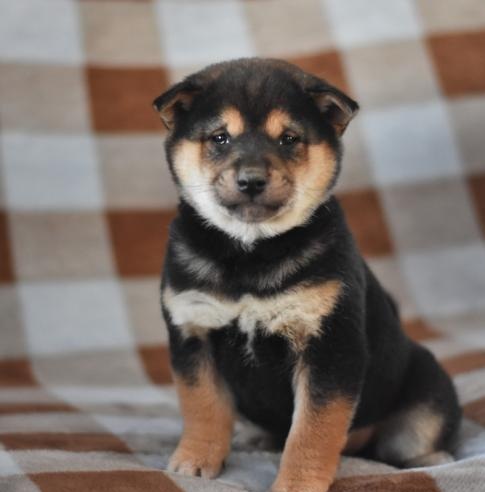 🟥🍁🟥 C.K.C MALE AND FEMALE SHIBA INU PUPPIES 🟥🍁🟥 Image eClassifieds4u