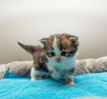 Beautiful Silver Tipped Persian Chinchilla Kittens Available/EMAIL(babydullface@outlook.com)