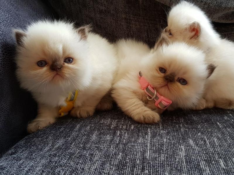 Beautiful Silver Tipped Persian Chinchilla Kittens Available/Peterborough (babydullface@outlook.com) Image eClassifieds4u