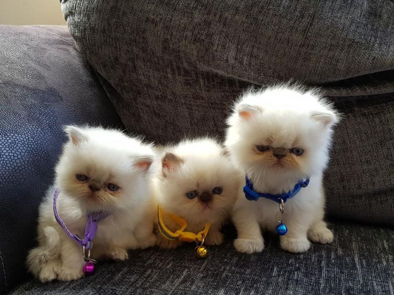 Beautiful Silver Tipped Persian Chinchilla Kittens Available/Peterborough (babydullface@outlook.com) Image eClassifieds4u