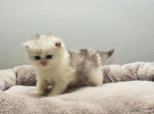 Beautiful Silver Tipped Persian Chinchilla Kittens Available/EMAIL(babydullface@outlook.com) Image eClassifieds4u 2