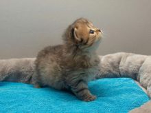 Beautiful Silver Tipped Persian Chinchilla Kittens Available/EMAIL(babydullface@outlook.com) Image eClassifieds4u 1