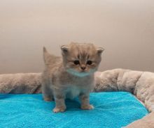 Beautiful Silver Tipped Persian Chinchilla Kittens Available/EMAIL(babydullface@outlook.com) Image eClassifieds4u 4