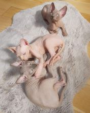 Canadian Sphinx Kittens Ready New Homes/EMAIL👉👉💌(meowworld2018@outlook.com)