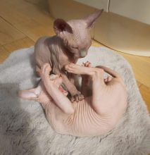 Canadian Sphinx Kittens Ready New Homes/EMAIL👉👉💌(meowworld2018@outlook.com)
