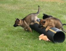 Stunning Purebred German Shepherd Pups (sport.police11993@outlook.com)