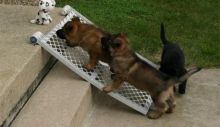 Stunning Purebred German Shepherd Pups (sport.police11993@outlook.com)