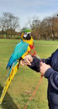 Super Tame Hand Reared Blue And Gold Macaw Parrots
