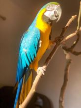 Super Tame Hand Reared Blue And Gold Macaw Parrots /EMAIL👉👉💌(rainbowqueenn@outlook.com)
