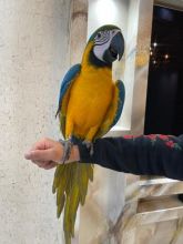 Super Tame Hand Reared Blue And Gold Macaw Parrots