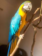 Super Tame Hand Reared Blue And Gold Macaw Parrots