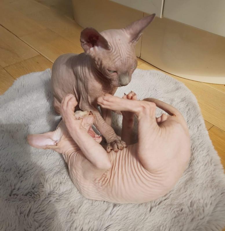 Canadian Sphinx Kittens Ready New Homes/EMAIL👉👉💌(meowworld2018@outlook.com) Image eClassifieds4u