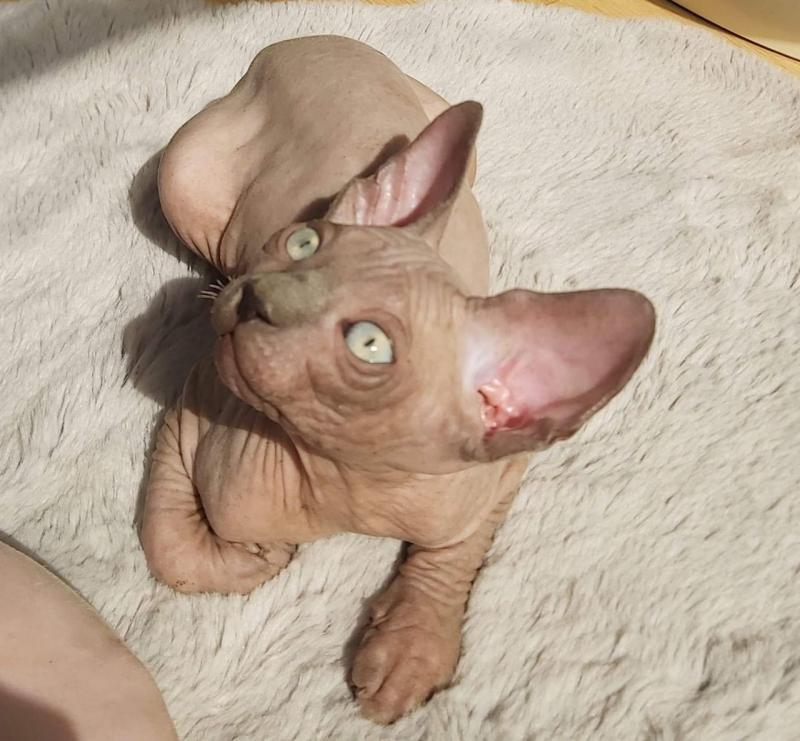 Canadian Sphinx Kittens Looking For A New Home (sport.police11993@outlook.com) Image eClassifieds4u