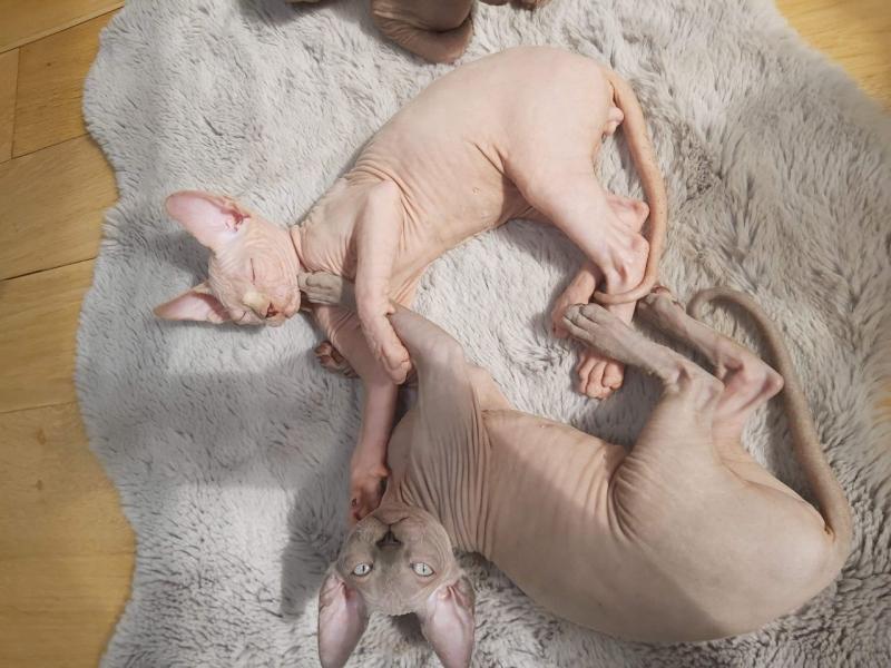 Canadian Sphinx Kittens Ready New Homes/EMAIL👉👉💌(meowworld2018@outlook.com) Image eClassifieds4u