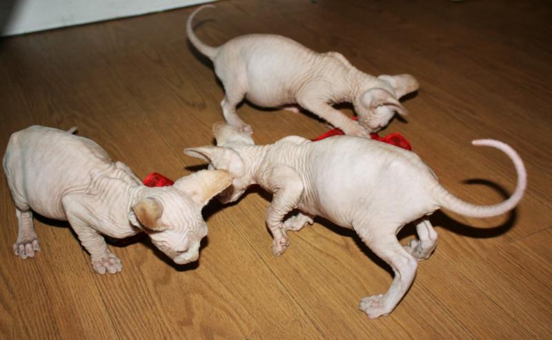 Canadian Sphinx Kittens Ready New Homes/EMAIL👉👉💌(meowworld2018@outlook.com) Image eClassifieds4u